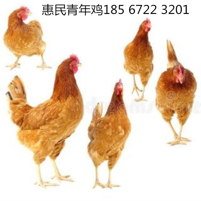 【渭南罗曼褐青年鸡】渭南罗曼褐青年鸡限饲 罗曼褐青年鸡体重控制法