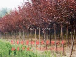 新紫葉李批發報價   紫葉李批發