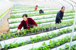 石家庄立体无土栽培草莓种植槽