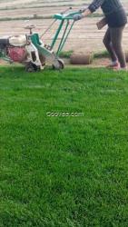 草坪 草坪種子價(jià)格