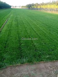 草坪 草坪種子價(jià)格