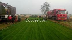 草坪 草坪種子價(jià)格