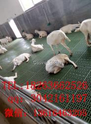 雙筋加厚羊用漏糞板 防滑塑料漏糞地板 豬羊用塑料漏糞地板
