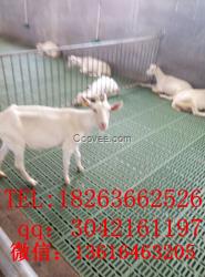 廠家直銷羊床漏糞板 雙筋加厚羊床 羊用漏糞地板