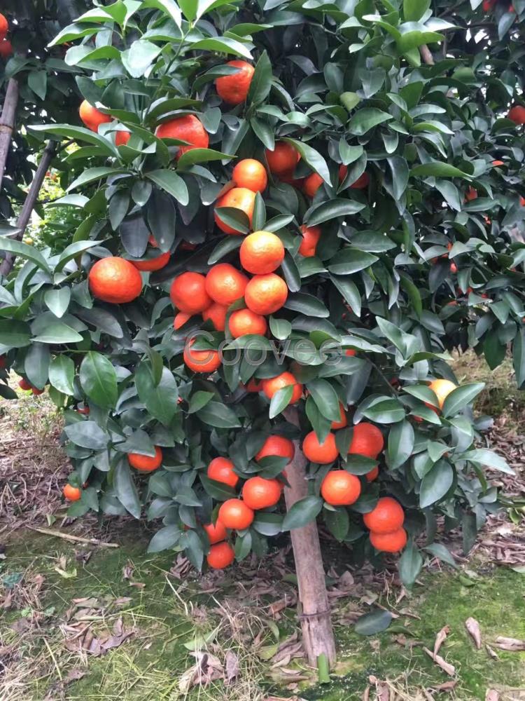 色泽橙红化渣味甜稳产砂糖橘湖南永州砂糖橘苗种植基地