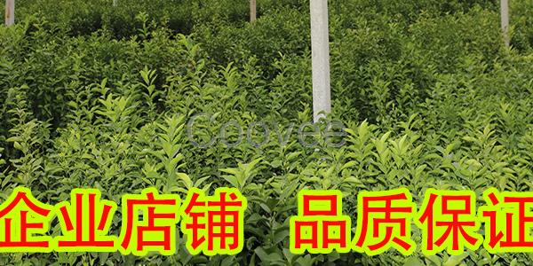 眉山大量巴西蜜橘苗批发