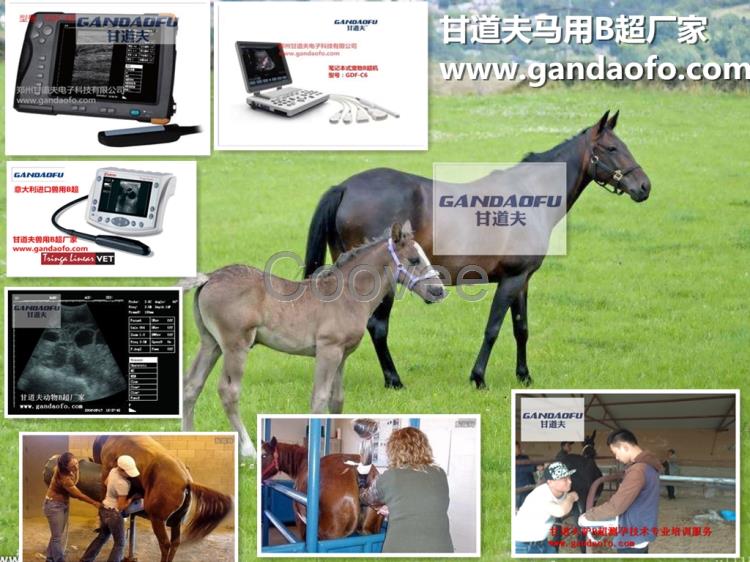 便宜驢用B超母驢B超廠家