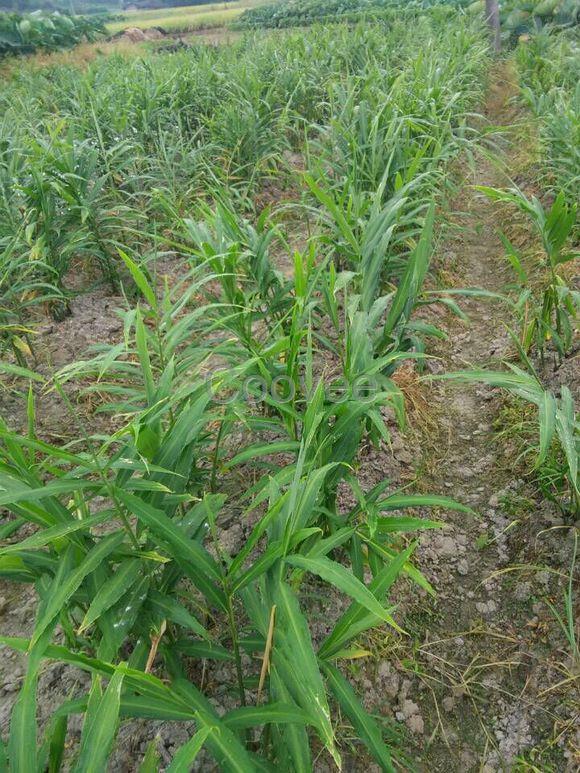 【厂家直销除草剂】厂家直销大姜专用除草剂禾阔双除