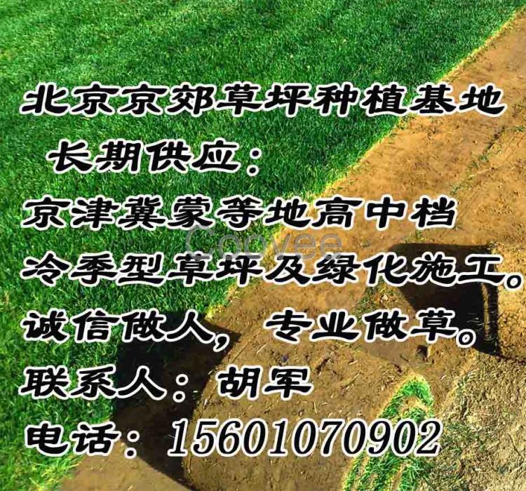 张家口销售草坪承德卖绿化草坪怀来小区草坪绿化草坪