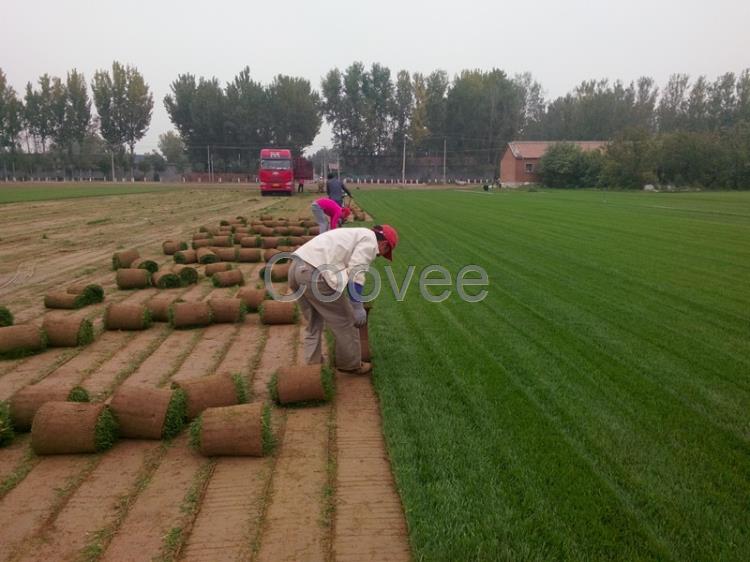 供应承德草坪张家口草坪天津草坪内蒙古草坪