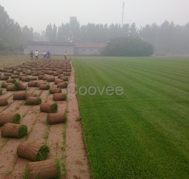 供应承德草坪张家口草坪天津草坪内蒙古草坪