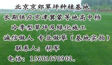 供应承德销售草坪张家口草坪内蒙古绿化草坪唐山草坪批发