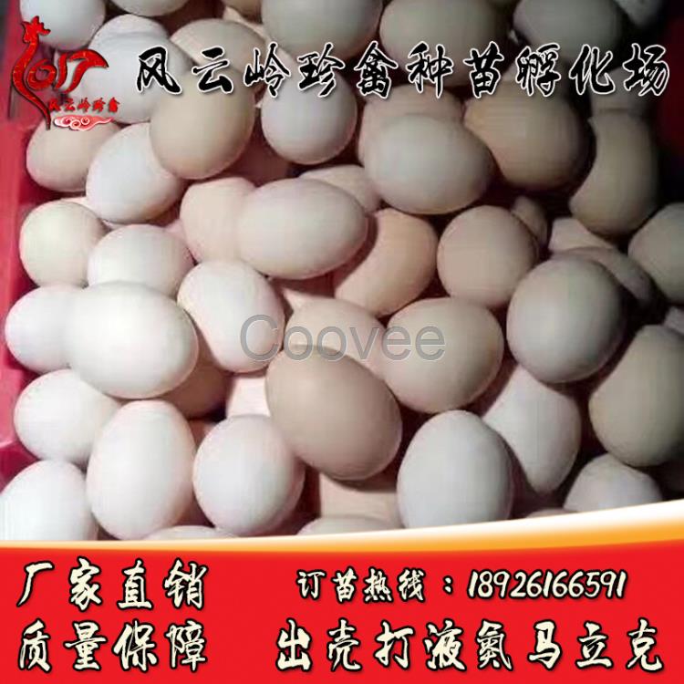 【蛋鸡苗】兰州海兰灰蛋鸡苗-海兰褐蛋鸡苗
