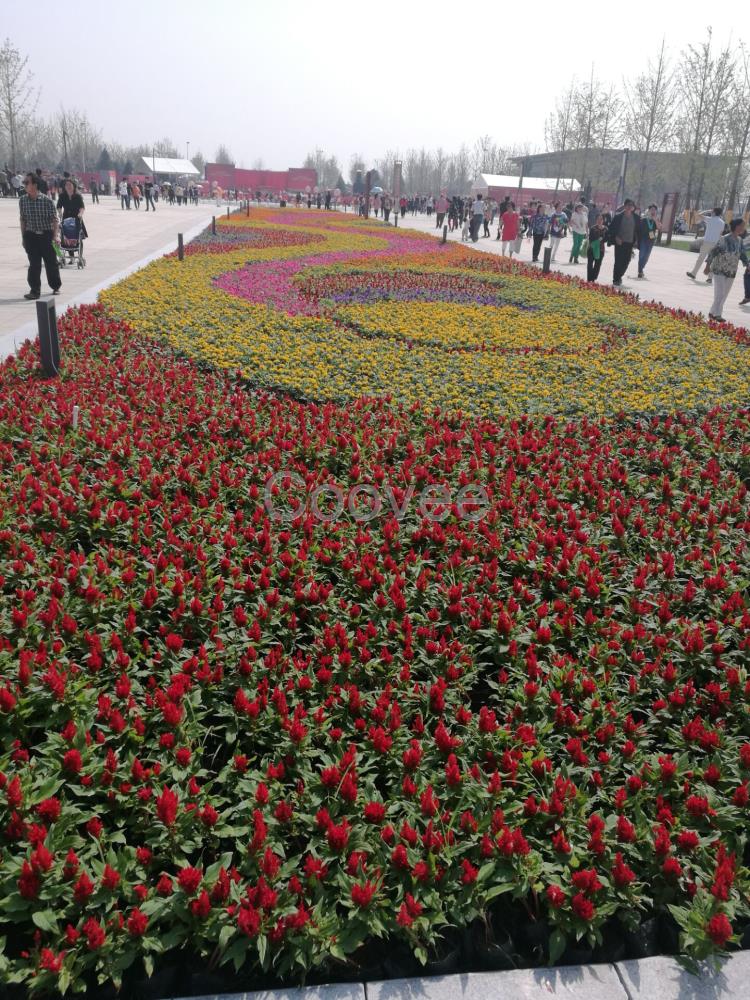 草花摆放草花造型制作