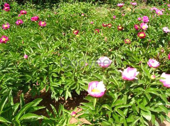 【菏泽芍药苗】菏泽芍药苗优质芍药苗批发