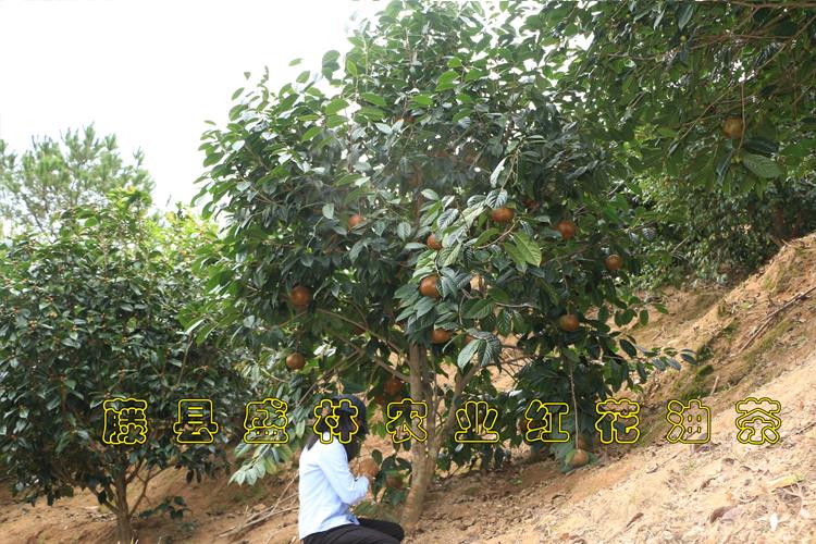 广西红花大果油茶苗圃基地供大果红花油茶苗嫁接苗实生苗规格图片