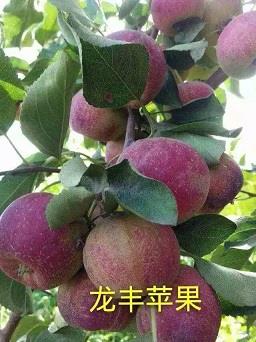 吉林黑龙江内蒙辽宁龙丰苹果苗种植龙丰果苗