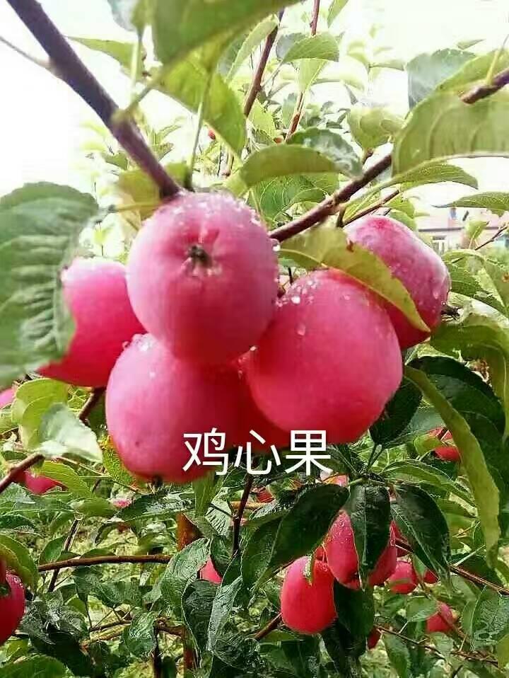 吉林辽宁内蒙黑龙江鸡心果苗批发