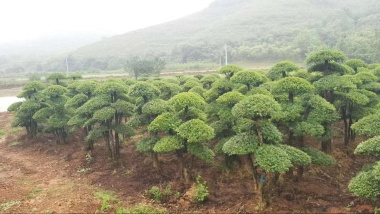 京山对节白腊 造型对接白腊 对节白蜡小苗 丛生对节白蜡