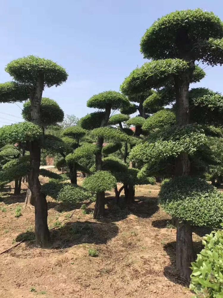 湖北丛生对节白腊 多杆对接白腊 造型对节白蜡