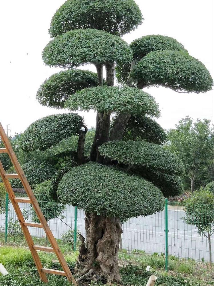 京山对节白蜡 造型对节白腊 对节白蜡占地树