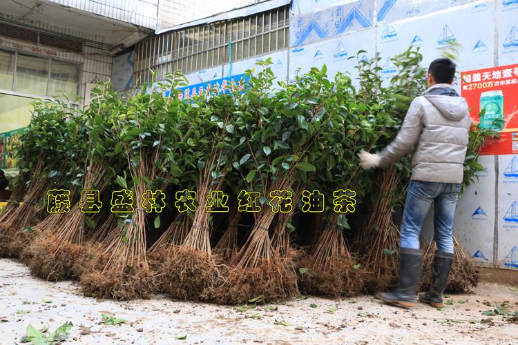 广西红花大果油茶苗圃基地供大果红花油茶苗嫁接苗实生苗规格图片