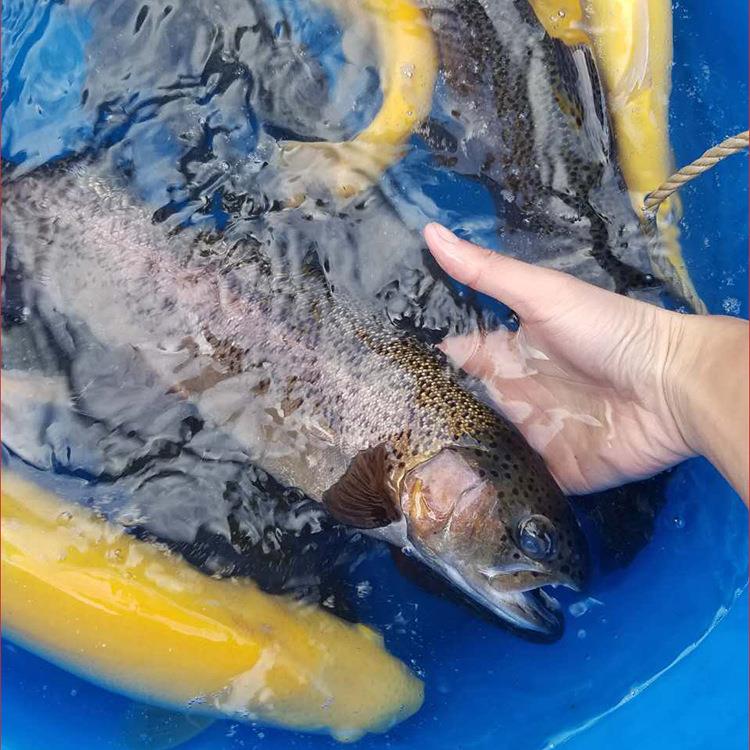 【金鳟虹鳟鳟鱼】虹鳟金鳟鱼苗养殖基地鲜活水产整鱼