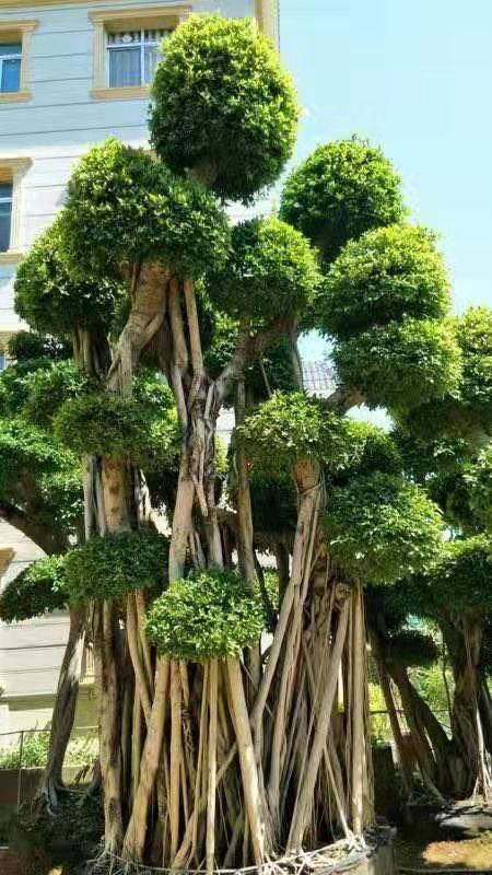 福建造型小葉榕樁頭小葉榕基地大量供應(yīng)