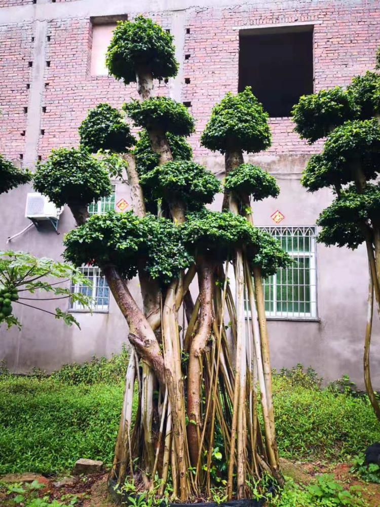 福建造型小葉榕樁頭小葉榕基地大量供應(yīng)