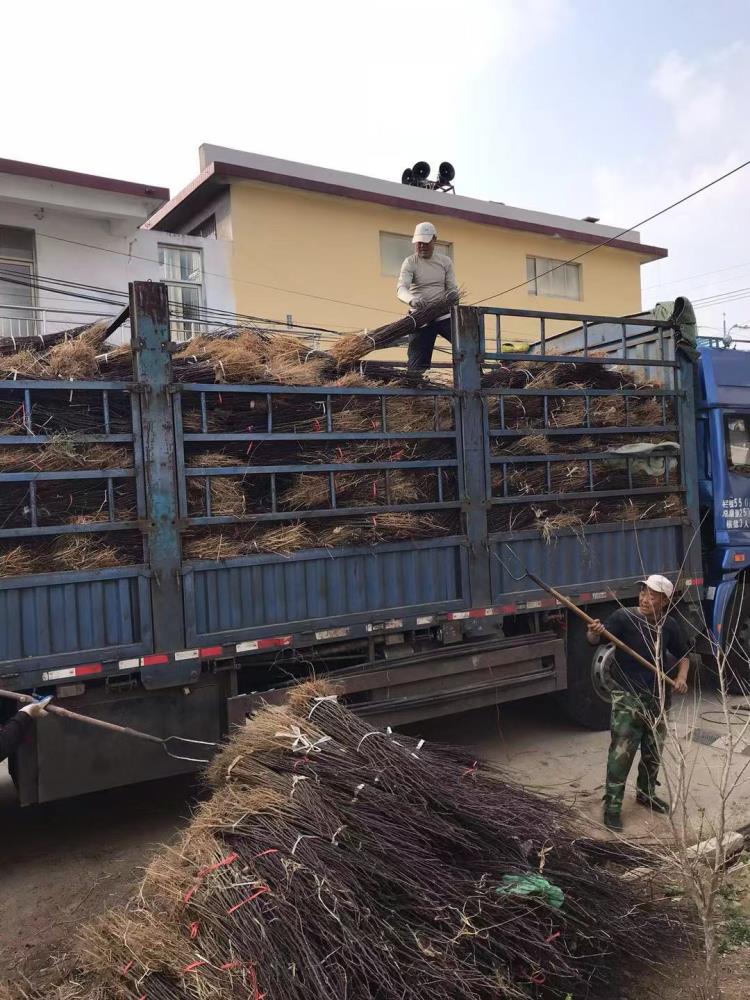 大红袍花椒苗口感麻市场广成活率量高耐旱