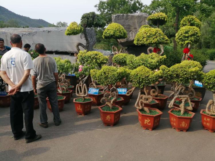 造型盆景树A北京造型盆景树A造型盆景树直供