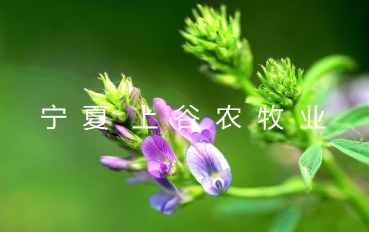 牧草种子紫花苜蓿