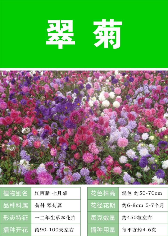 矮杆波斯菊种子