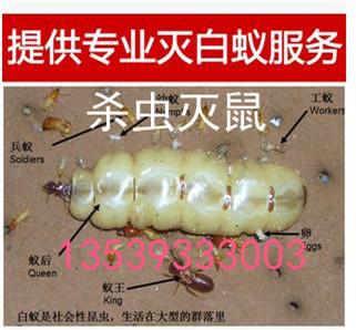 南海区桂城灭白蚁杀跳蚤除蟑螂杀虫公司