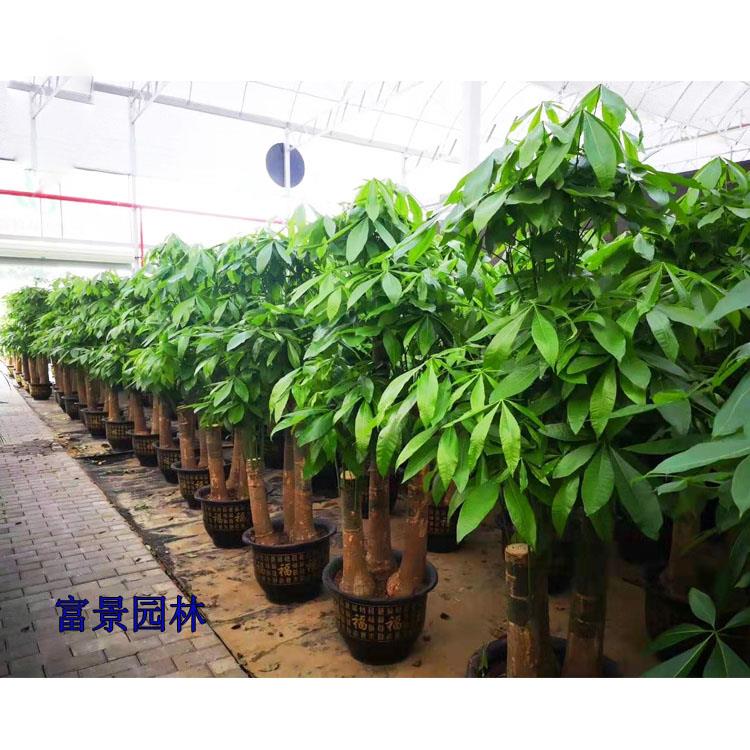 【坪山小区绿化工程】坪山小区绿化工程富景园林承接小区绿化工程