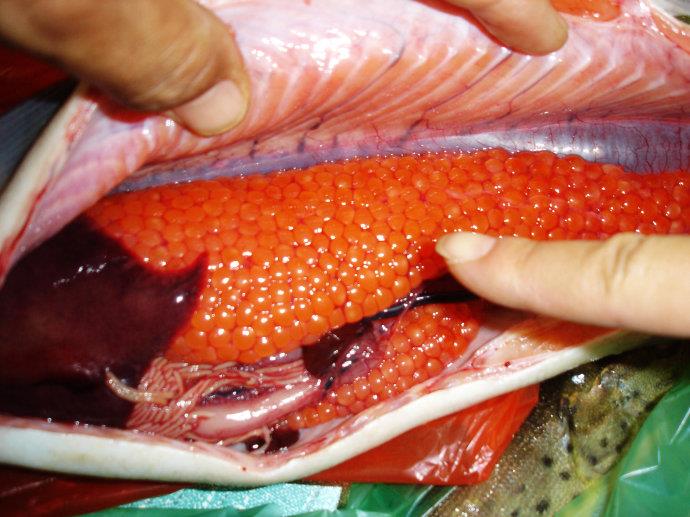 【东北大马哈鱼批发】东北大马哈鱼批发 东北大马哈鱼厂家销售 东北大