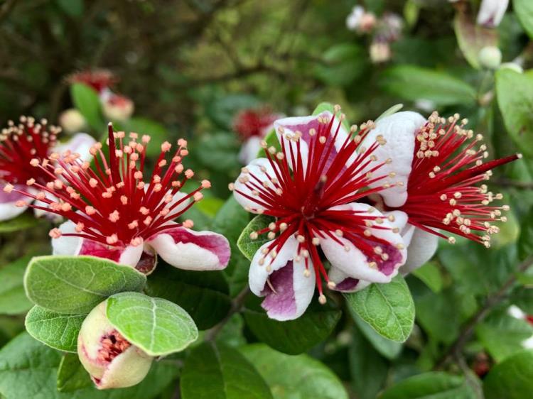 【菲油果苗】江西菲油果苗批发-营养价值高菲油果种植