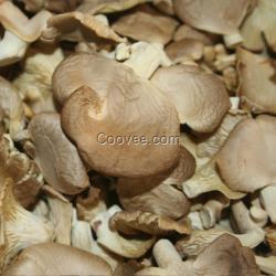 中山食用菌干菇，恒展農(nóng)業(yè)為你培育珍品