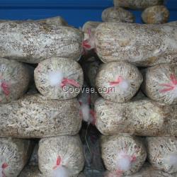 韶關(guān)食用菌菌種，恒展農(nóng)業(yè)為你培育