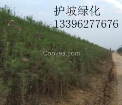 环保生态植被毯高速公路绿化，植被毯价格