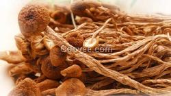 上海食用菌茶樹菇批發