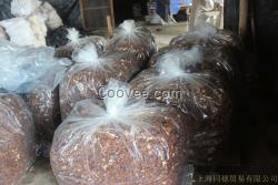 重慶食用菌茶樹菇批發