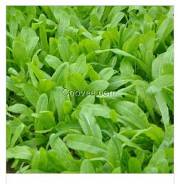 靈壽富硒莧菜批發(fā) 溢綠園無毒