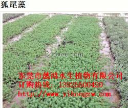 東莞清溪污水凈化植物,認(rèn)準(zhǔn)懿鴻植物物美價(jià)