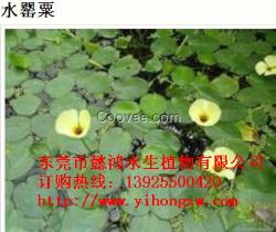 東莞石龍污水凈化植物,認(rèn)準(zhǔn)懿鴻植物物美價(jià)