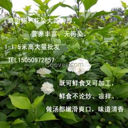 產花量高白花木槿苗白木槿小苗雞肉花苗