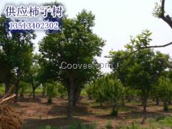 保定市滿城縣柿子溝大量柿子樹出售