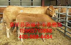 北京魯西黃牛價(jià)格|魯西黃牛養(yǎng)殖場(chǎng)
