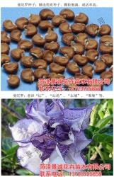 种植丝棉木 成活率高 品质好 价格优