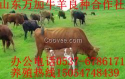 肉驴肉牛肉羊价格牛羊养殖基地